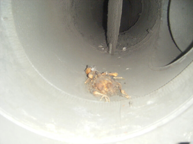 during cleaning