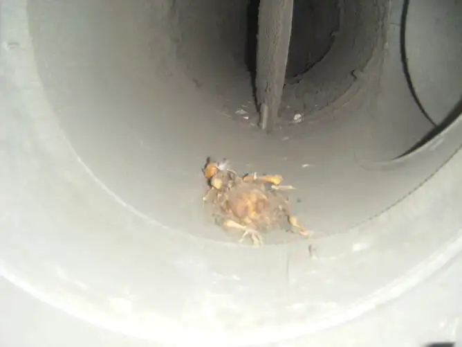 During cleaning